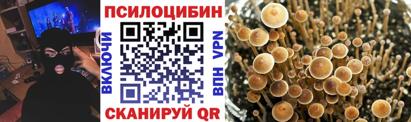 купить   Киреевск  Галлюциногенные грибы Cubensis 