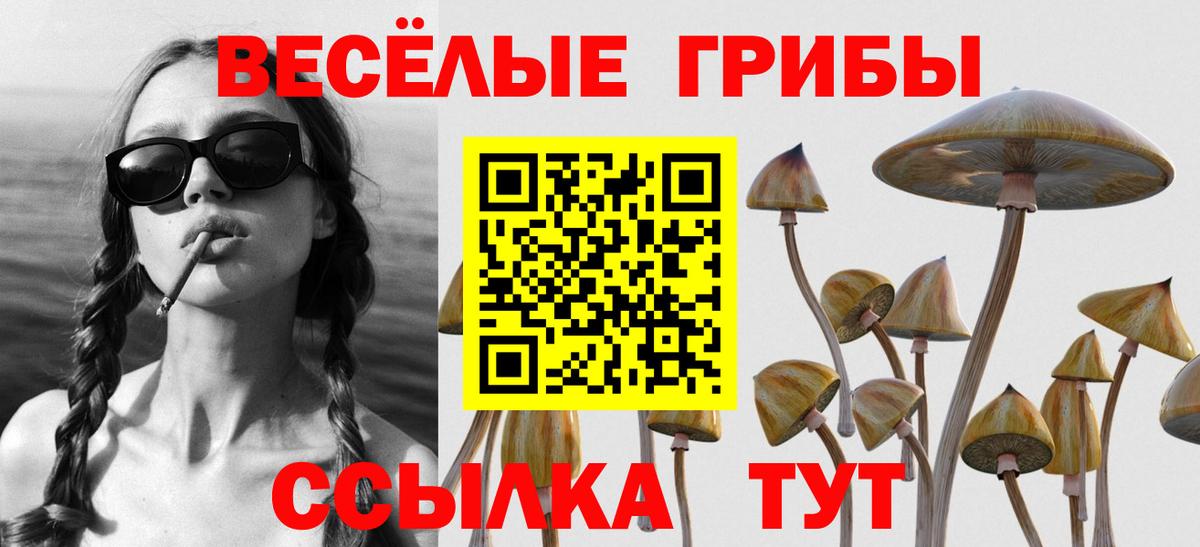 Галлюциногенные грибы Psilocybe  Киреевск  Псилоцибиновые грибы GOLDEN TEACHER 